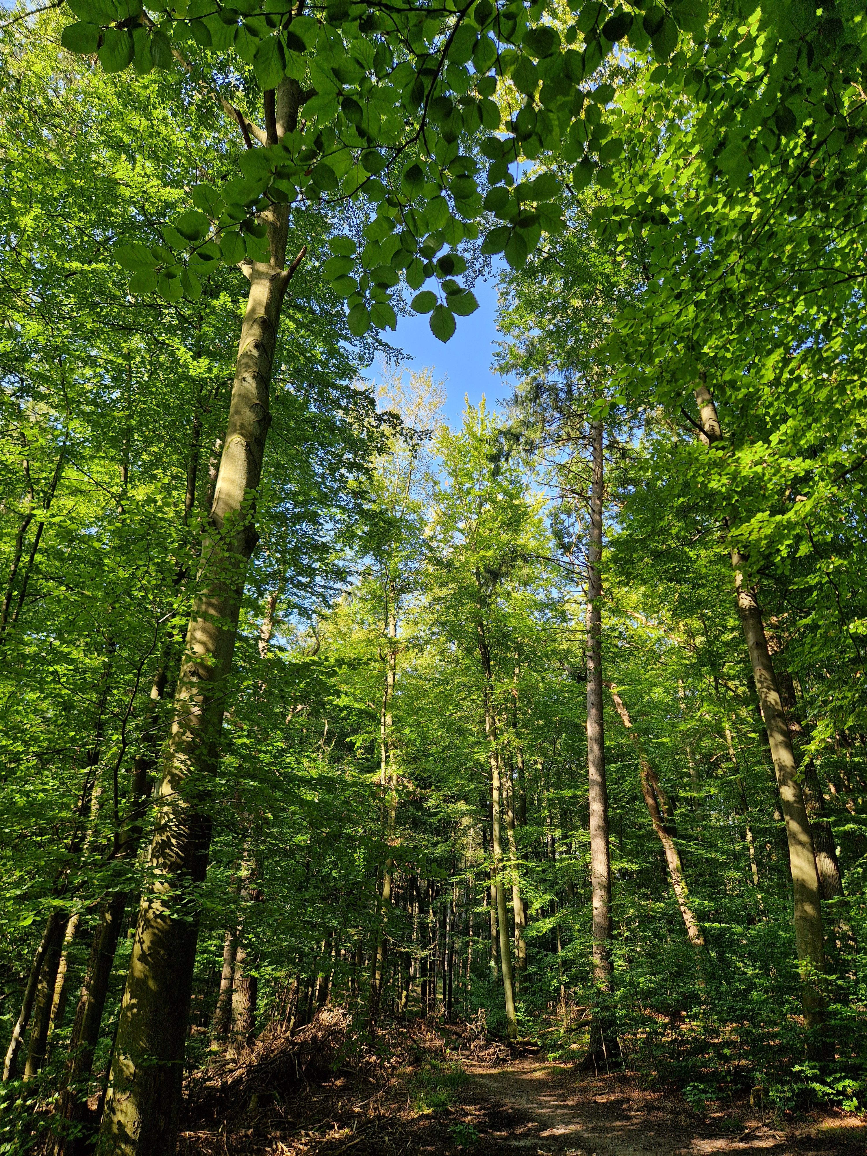 Waldbaden im Hamburger Stadtpark – was erwartet dich?