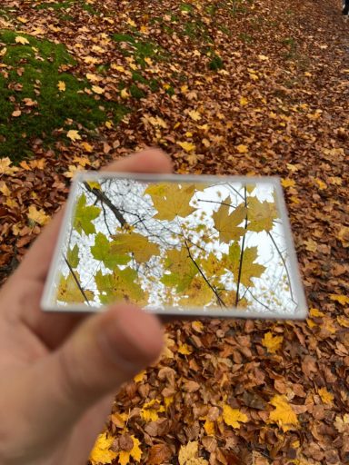 Hand hält eine reflektierende Plate mit gelben Blättern auf einem Boden aus Laub.