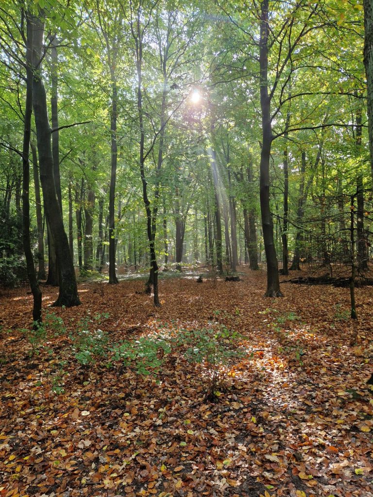 Sonnenstrahlen fallen durch das Blätterdach eines grünen Buchenwaldes.