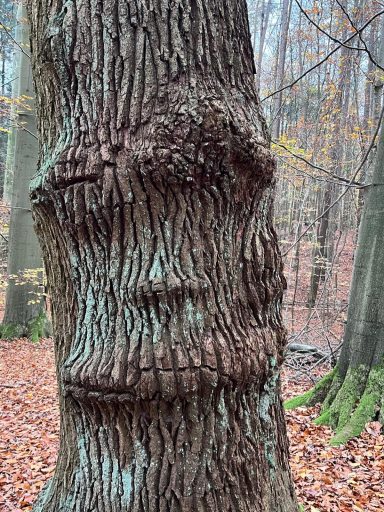 Baumstamm mit auffälliger, strukturierter Rinde und herbstlichem Laub im Hintergrund.