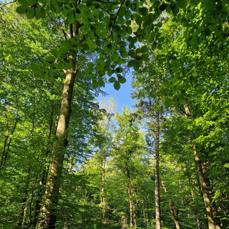 Blick nach oben durch dichte grüne Baumkronen in einem sonnigen Wald.